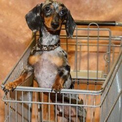 Blue shopping cart Blue loves to stock up on stylish Doxie gear at Wienerfest.